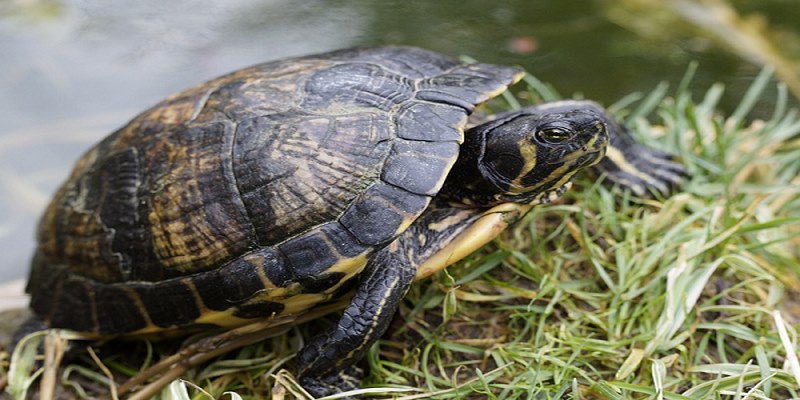 Mộng thấy rùa đen chết hãy cẩn thận trong cuộc sống